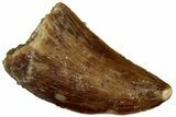 Serrated Raptor Tooth - Real Dinosaur Tooth #300933-1